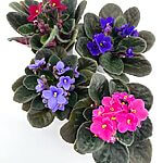 Saintpaulia African Violet