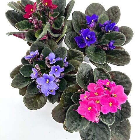 Vibrant African violets in various colours against a clean background showcase natural beauty.