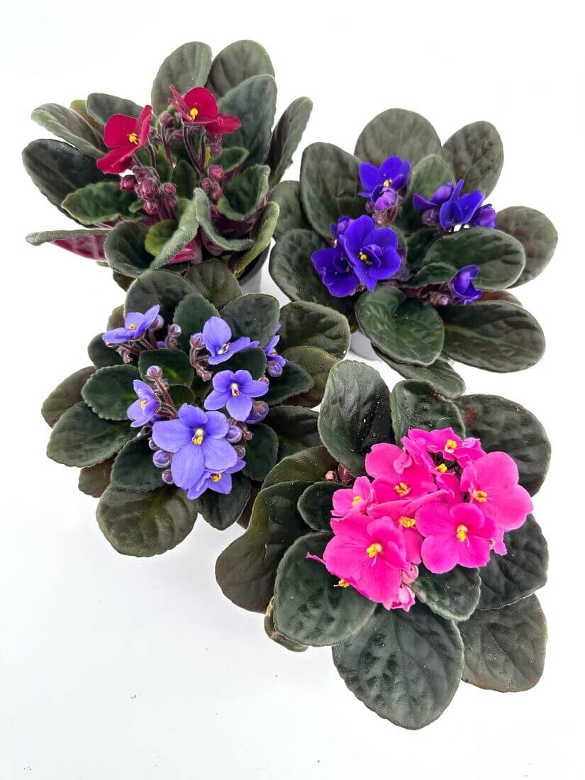 Violets Plant in Jute