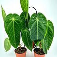 Vibrant Anthurium plants in terracotta pots, showcasing glossy leaves and lush greenery indoors.