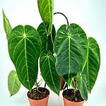 Anthurium Queremalense