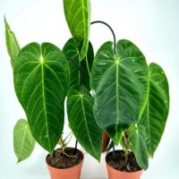 Vibrant Anthurium plants in terracotta pots, showcasing glossy leaves and lush greenery indoors.
