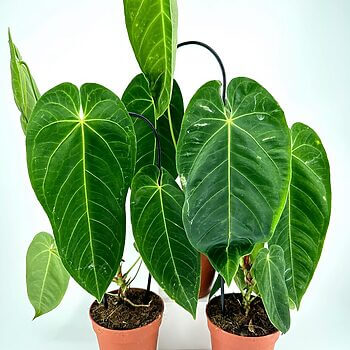 Vibrant Anthurium plants in terracotta pots, showcasing glossy leaves and lush greenery indoors.