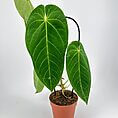 Vibrant philodendron plant in terracotta pot showcasing glossy green leaves and healthy roots.