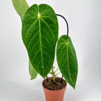 Vibrant philodendron plant in terracotta pot showcasing glossy green leaves and healthy roots.