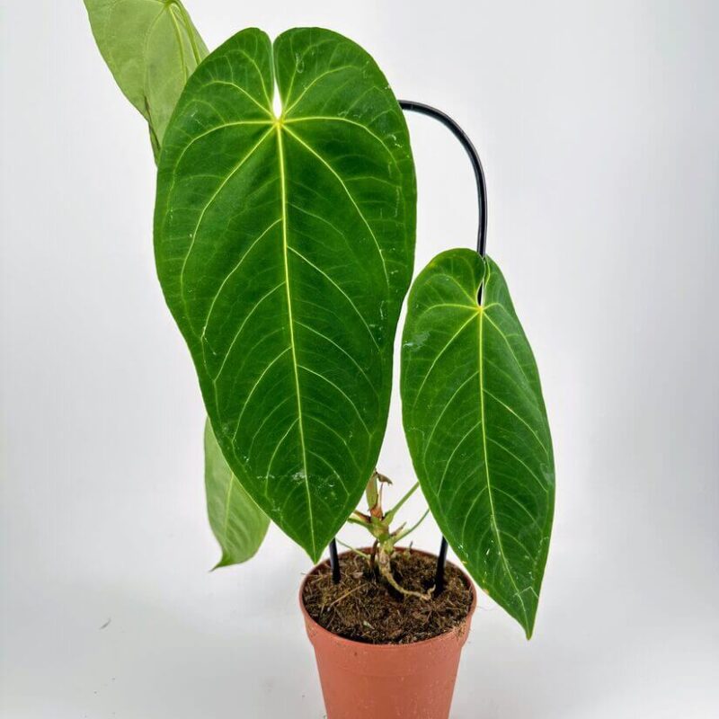 Vibrant Anthurium in Terracotta Pot with Glossy Leaves Vibrant philodendron plant in terracotta pot showcasing glossy green leaves and healthy roots.