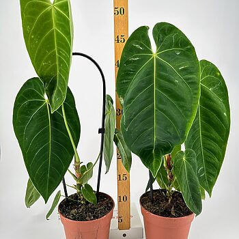 Lush green plants in terracotta pots, showcasing vibrant foliage against a white background.