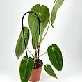 Lush Anthurium plant in a terracotta pot showcasing vibrant green leaves and healthy growth.
