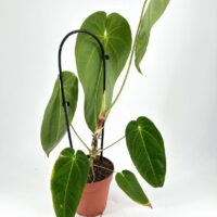 Lush Anthurium plant in a terracotta pot showcasing vibrant green leaves and healthy growth.