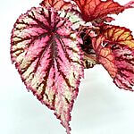 Begonia Magic Colours Pink Lambada