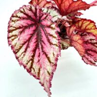 Vibrant begonia leaves in pink, red, and green showcase stunning patterns and textures.