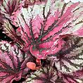 Vibrant Begonia leaves with pink, green, and silver hues showcase intricate patterns and textures.