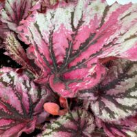 Vibrant Begonia leaves with pink, green, and silver hues showcase intricate patterns and textures.