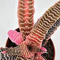 Vibrant bromeliad plant with pink and green leaves in terracotta pot against white background.