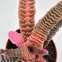 Vibrant bromeliad plant with pink and green leaves in terracotta pot against white background.