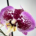 Stunning Phalaenopsis orchid with vibrant burgundy and lavender petals, showcasing intricate beauty.