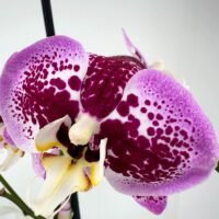 Stunning Phalaenopsis orchid with vibrant burgundy and lavender petals, showcasing intricate beauty.