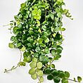 Lush hanging plant with vibrant green leaves, perfect for indoor decor and natural elegance.