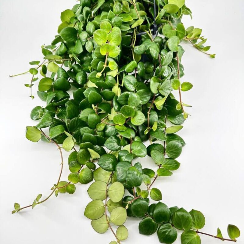 Vibrant Cascading Greenery for Modern Decor Lush hanging plant with vibrant green leaves, perfect for indoor decor and natural elegance.