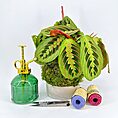 Vibrant Calathea plant arrangement with vintage spray bottle and gardening tools on display.
