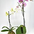 Stunning orchid plants in vibrant pink and white, elegantly displayed in moss-covered pots.