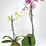 Orchid Kokedama Handmade in Scotland