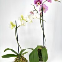 Stunning orchid plants in vibrant pink and white, elegantly displayed in moss-covered pots.