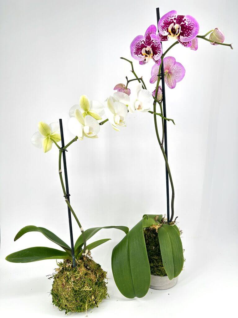 Stunning orchid plants in vibrant pink and white, elegantly displayed in moss-covered pots.