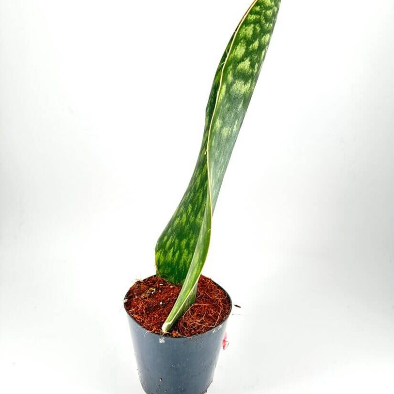 Elegant Snake Plant in Black Pot Against White Backdrop Elegant snake plant in a black pot, showcasing striking green leaves against a white background.