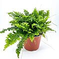 Vibrant potted fern plant in terracotta pot against a clean white background for natural decor.