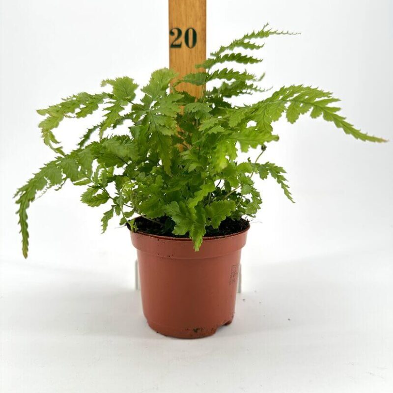 Vibrant Fern in Terracotta Pot with Height Marker Lush green fern plant in terracotta pot with height marker, perfect for indoor decor.
