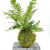 Lush fern kokedama arrangement on a rustic stone platform, showcasing vibrant greenery and organic beauty.