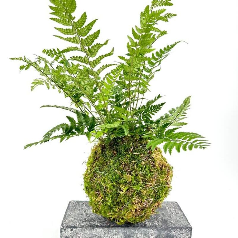 Lush Fern Kokedama on Rustic Stone Display Lush fern kokedama arrangement on a rustic stone platform, showcasing vibrant greenery and organic beauty.