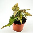 Vibrant fern in a terracotta pot against a white background for indoor plant decor.