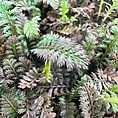 Dense green moss and ferns showcase vibrant textures in a thriving ecosystem.