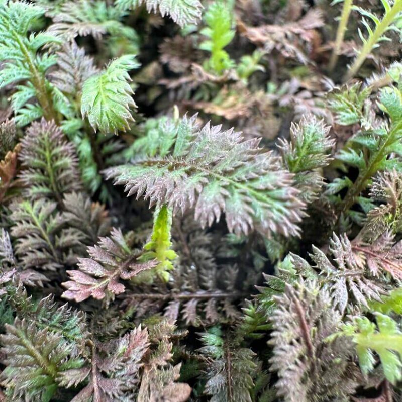 Vibrant Green Foliage: A Thriving Micro-Ecosystem Dense green moss and ferns showcase vibrant textures in a thriving ecosystem.