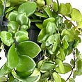 Vibrant houseplant with glossy green leaves in a black hanging pot against a white background.