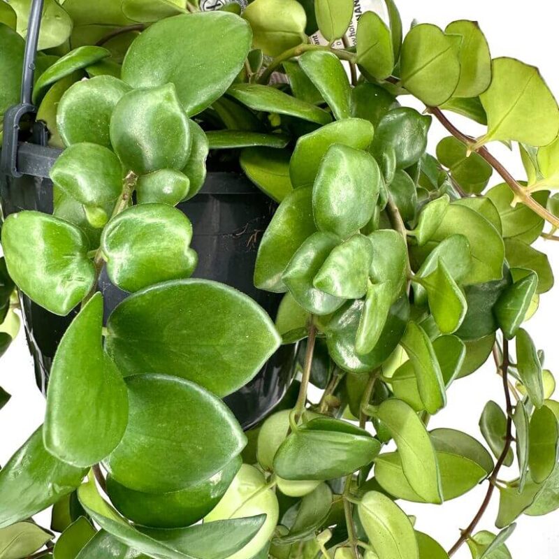 Vibrant Cascade of Green Leaves in a Hanging Pot Vibrant houseplant with glossy green leaves in a black hanging pot against a white background.