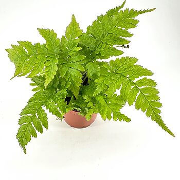 Vibrant green potted plant in terracotta pot, showcasing glossy leaves and natural beauty.