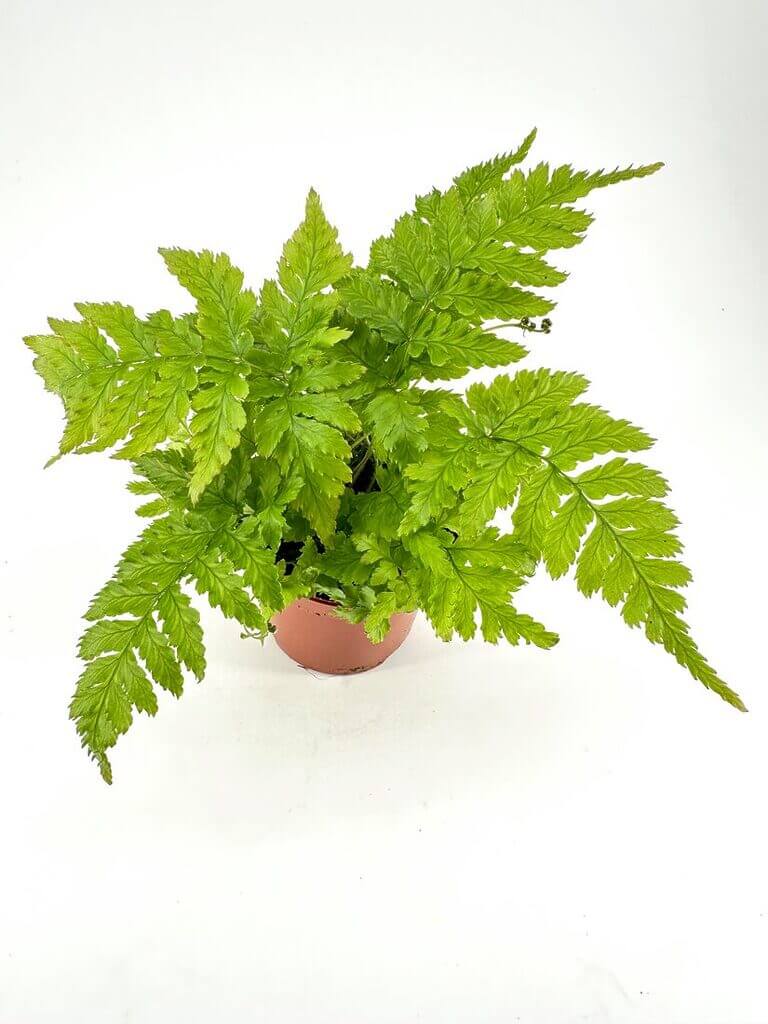Vibrant green potted plant in terracotta pot, showcasing glossy leaves and natural beauty.