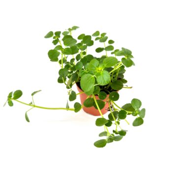 Lush green plant in terracotta pot against white background, showcasing natural beauty and vitality.