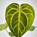 Anthurium Crystallinum X Magnificum
