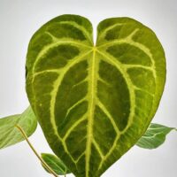 Vibrant heart-shaped green leaf showcasing intricate vein patterns and healthy texture in natural light.