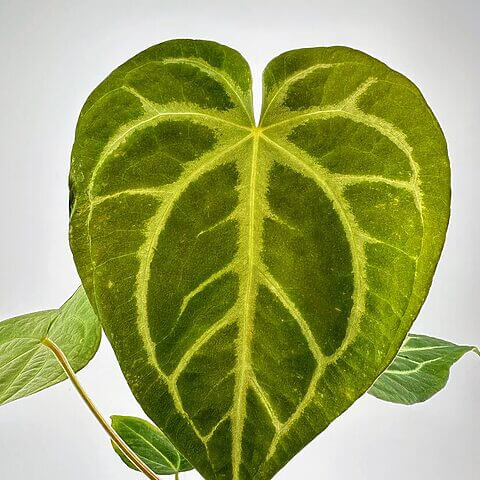 Vibrant heart-shaped green leaf showcasing intricate vein patterns and healthy texture in natural light.