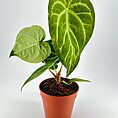Vibrant green heart-shaped plant in a terracotta pot, highlighting indoor greenerys beauty.