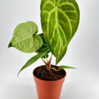 Vibrant green heart-shaped plant in a terracotta pot, highlighting indoor greenerys beauty.