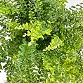 Vibrant green ferns in a decorative planter, showcasing lush foliage for indoor tranquility.