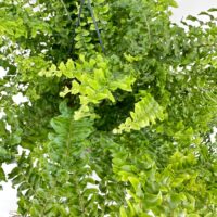 Vibrant green ferns in a decorative planter, showcasing lush foliage for indoor tranquility.