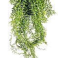 Vibrant hanging plant with cascading green stems and narrow leaves, perfect for indoor decor.