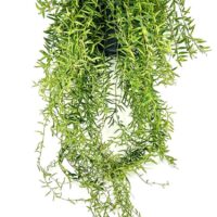 Vibrant hanging plant with cascading green stems and narrow leaves, perfect for indoor decor.